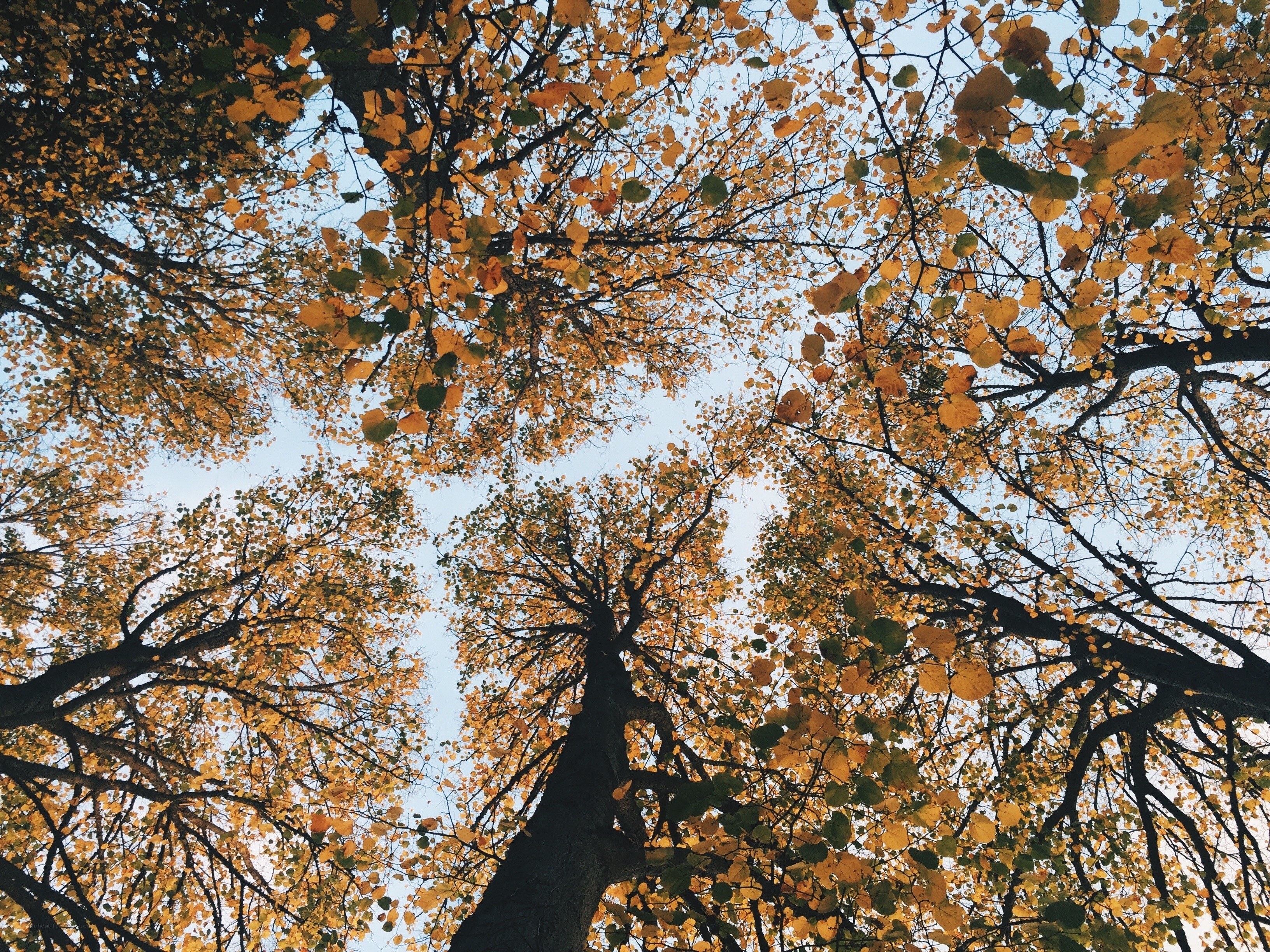 autumn trees from below