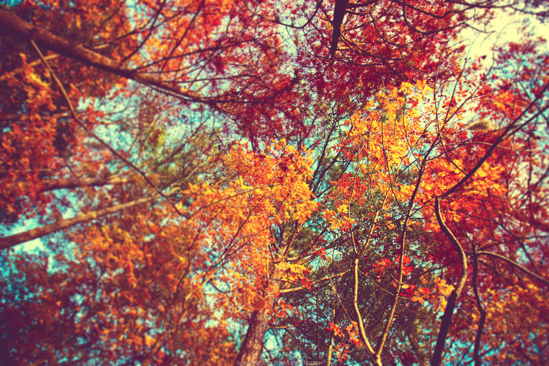 autumn trees from below