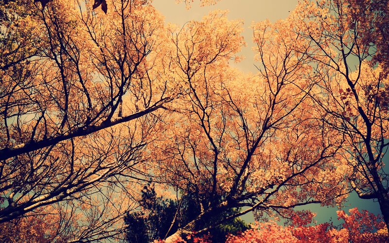 autumn trees from below