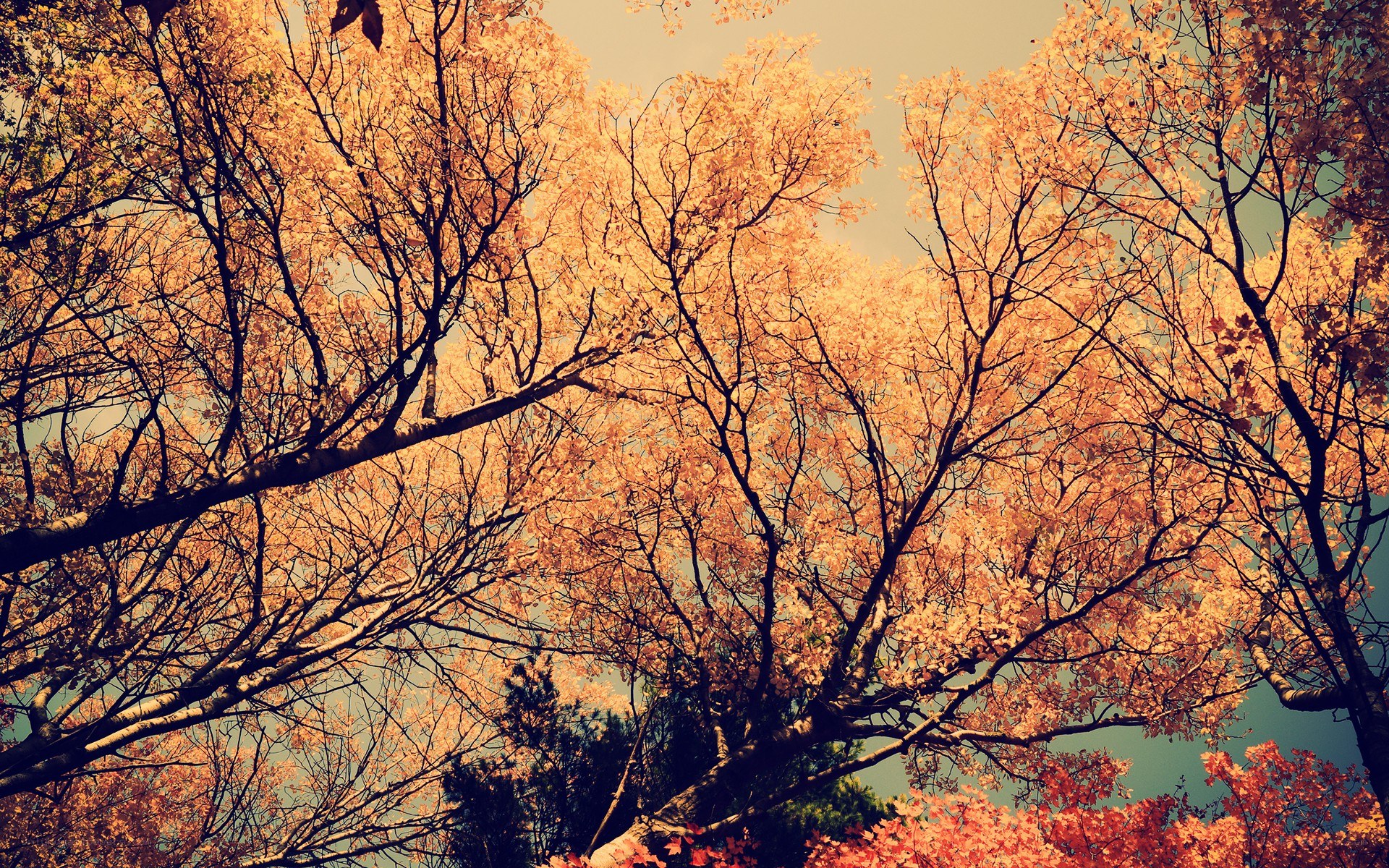 autumn trees from below