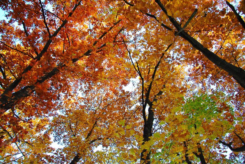 Autumn trees from below