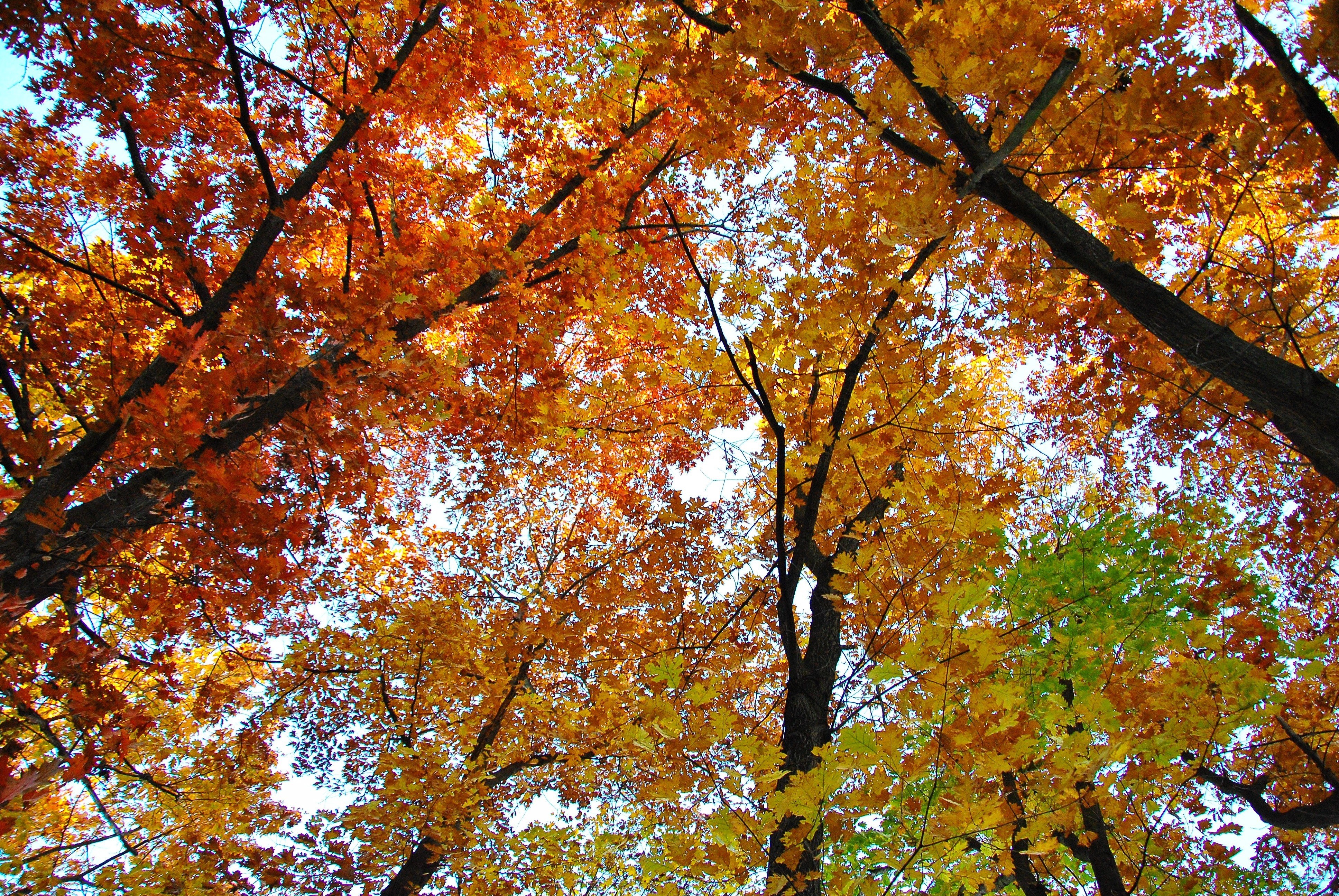 Autumn trees from below