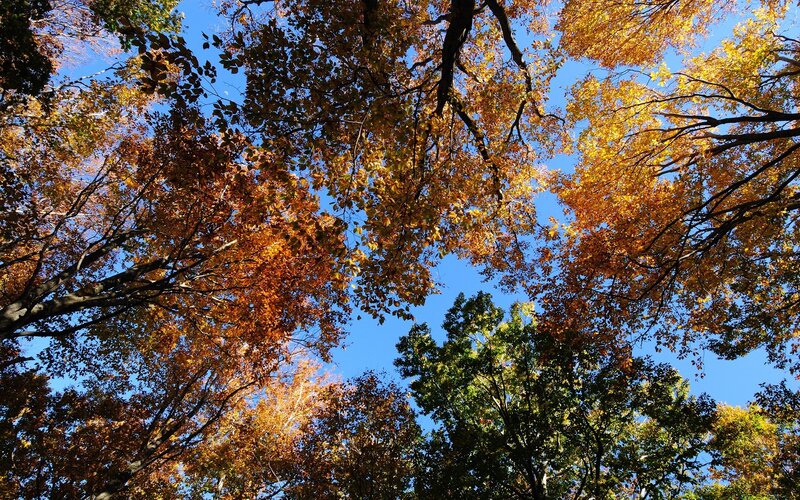 Autumn Trees from Below — Blue, Serene, Photograph, Leaves, Sky