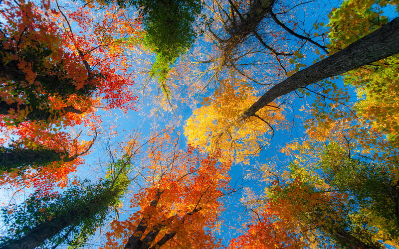 Autumn Trees from Below — Blue, Serene, Photograph, Leaves