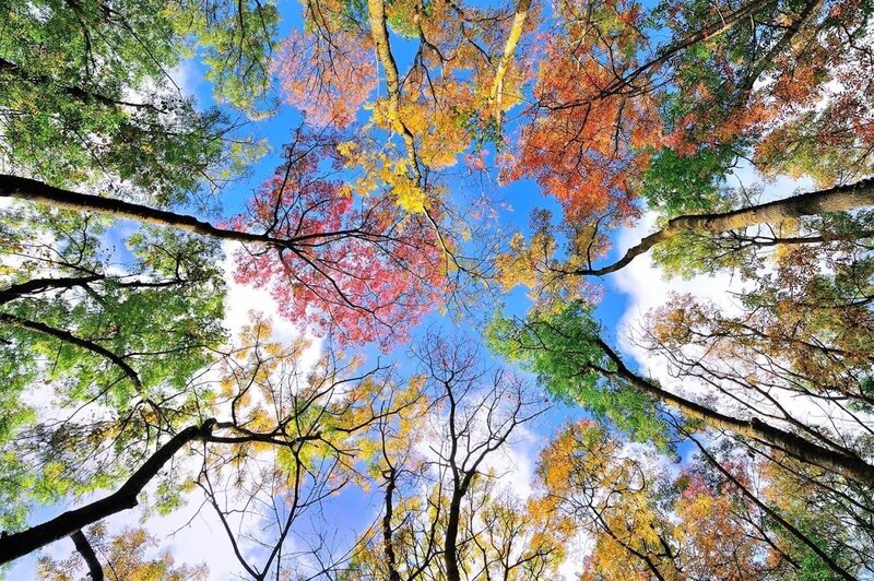Autumn Trees from Below — Blue, Serene, Photograph, Sky
