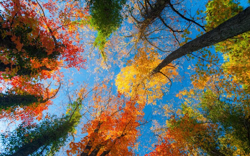 Autumn Trees from Below — Blue, Serene, Photograph
