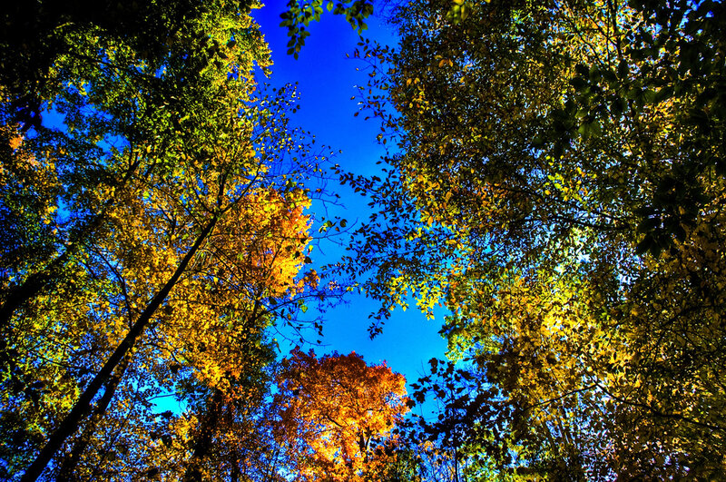 Autumn Trees from Below — Blue