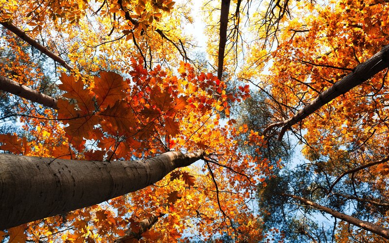 Autumn Trees from Below — Orange, Serene, Photograph, Leaves
