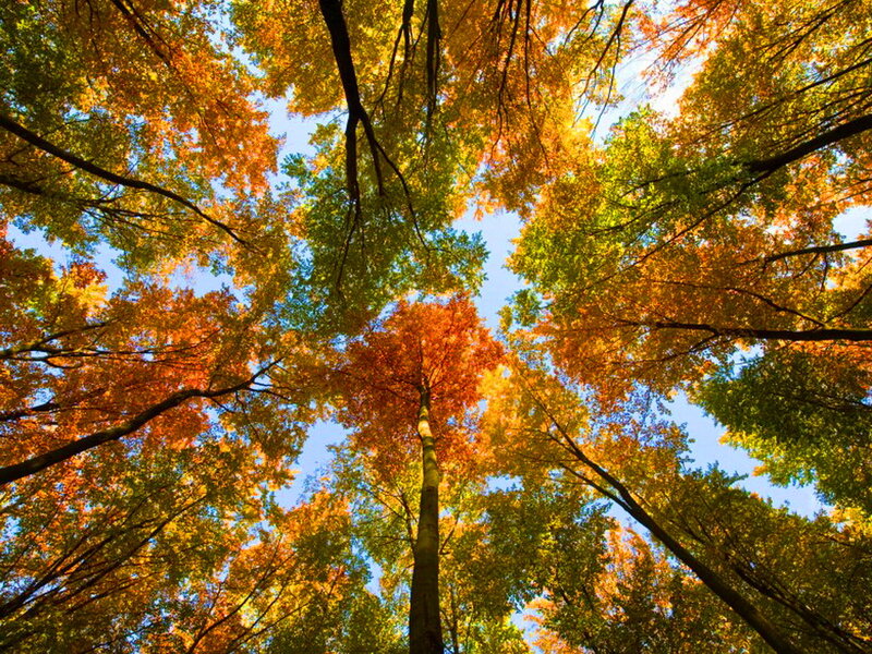 Autumn Trees from Below — Orange, Serene, Photograph