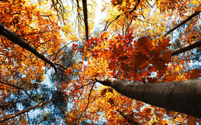 Autumn Trees from Below — Orange, Serene