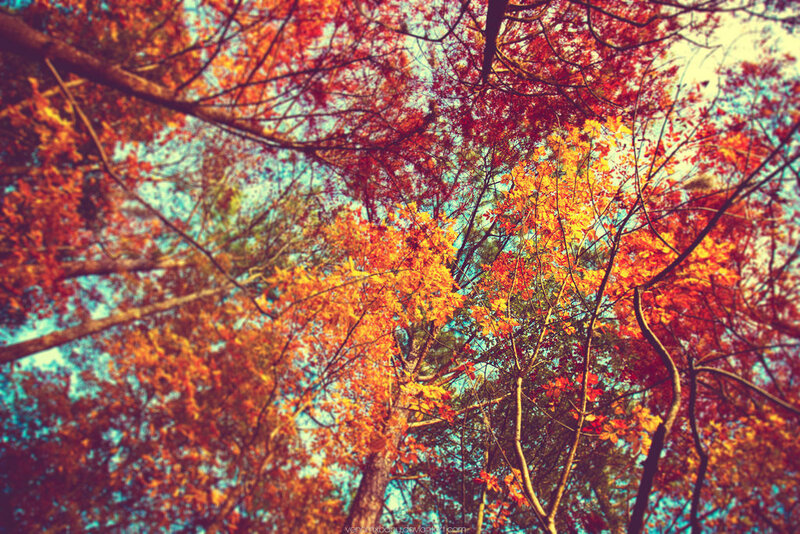 Autumn Trees from Below — Red
