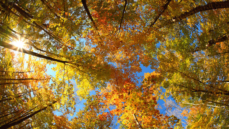 Autumn Trees from Below — Yellow, Serene, Afternoon