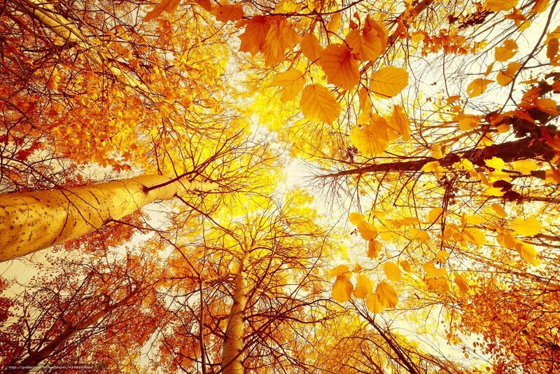 Autumn Trees from Below — Yellow, Serene, Photograph, Leaves