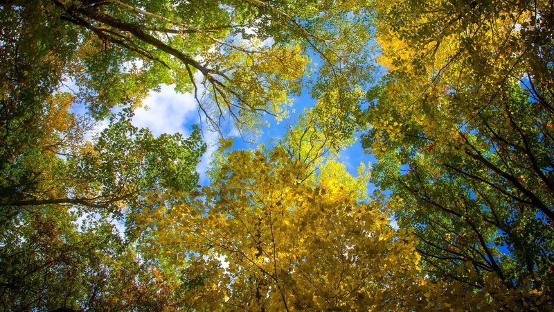 Autumn Trees from Below — Yellow, Serene, Photograph
