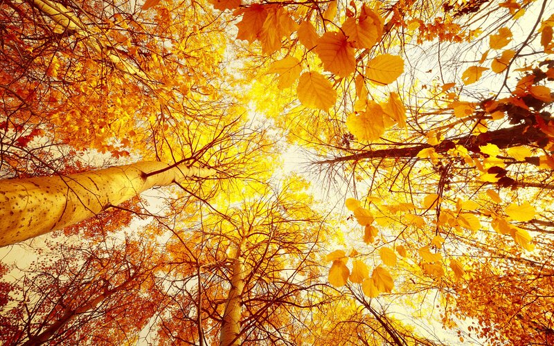 Autumn Trees from Below — Yellow, Serene