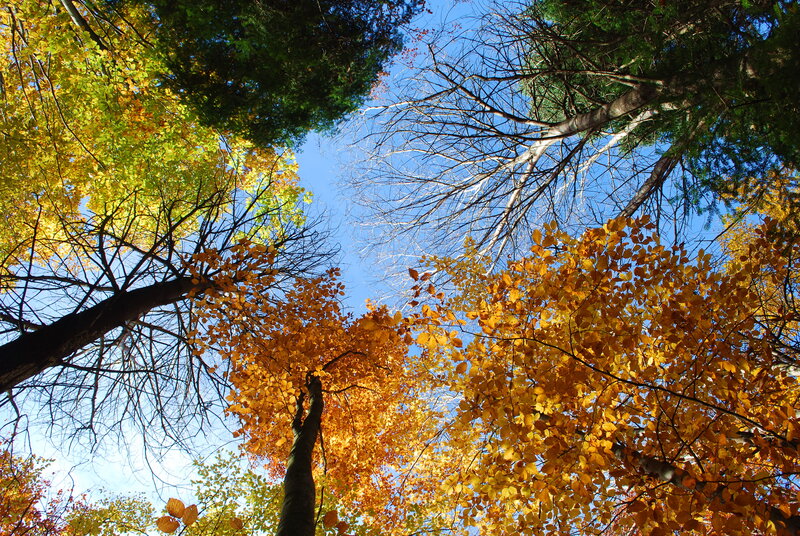 Autumn Trees from Below — Yellow