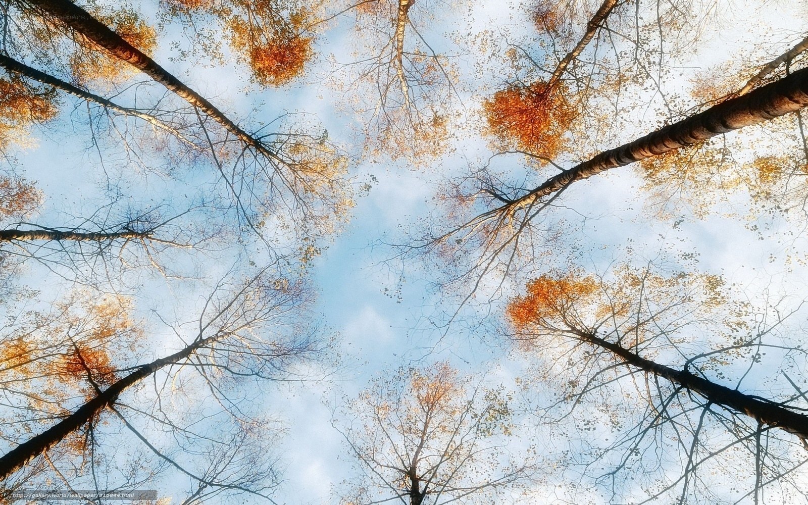 Autumn trees from below