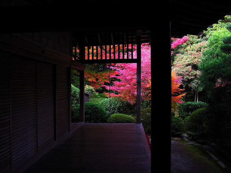 Autumn Trees from Porch