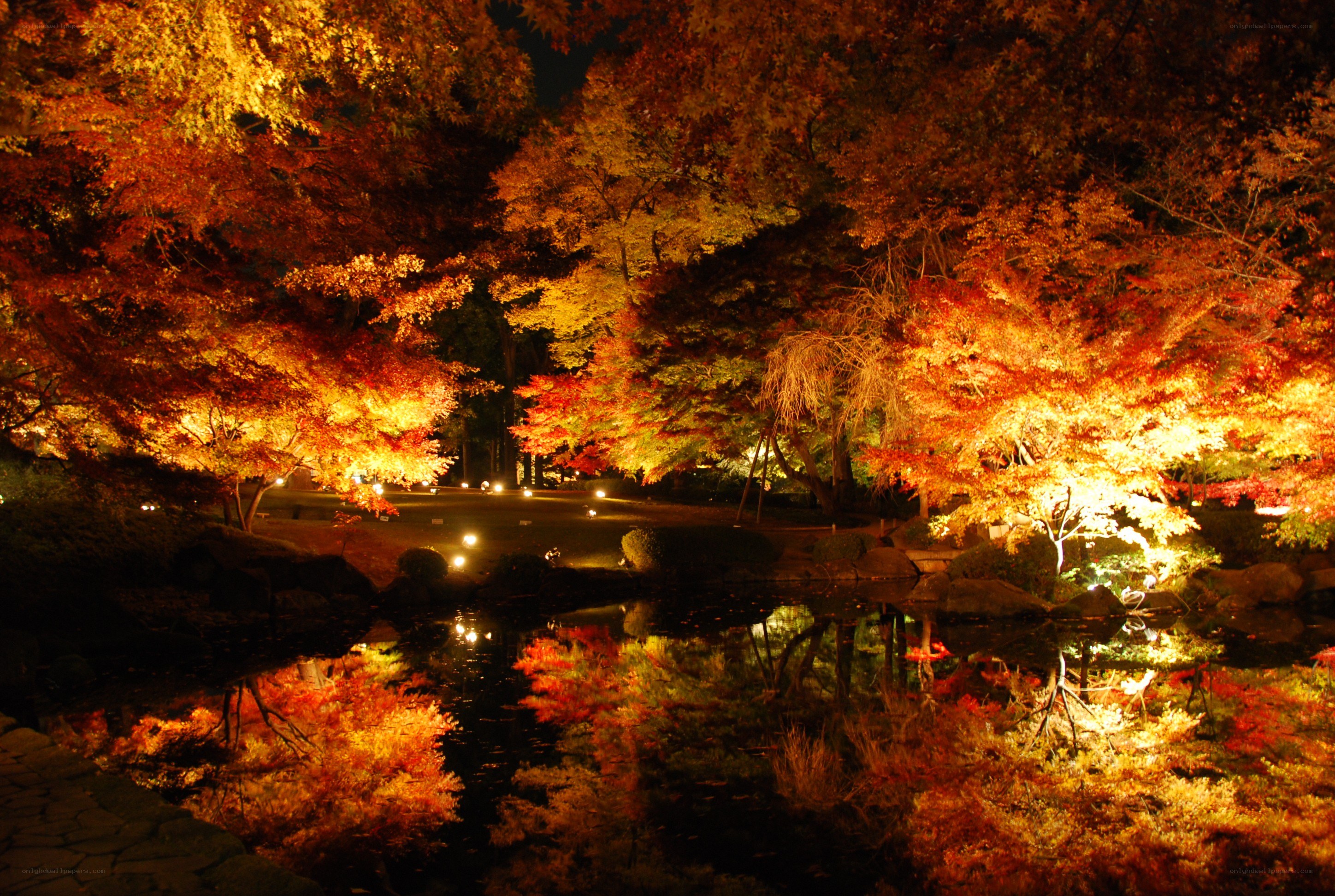 Autumn trees illuminated at night