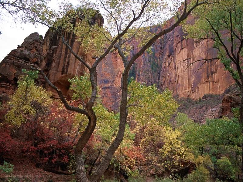 Autumn trees in a canyon
