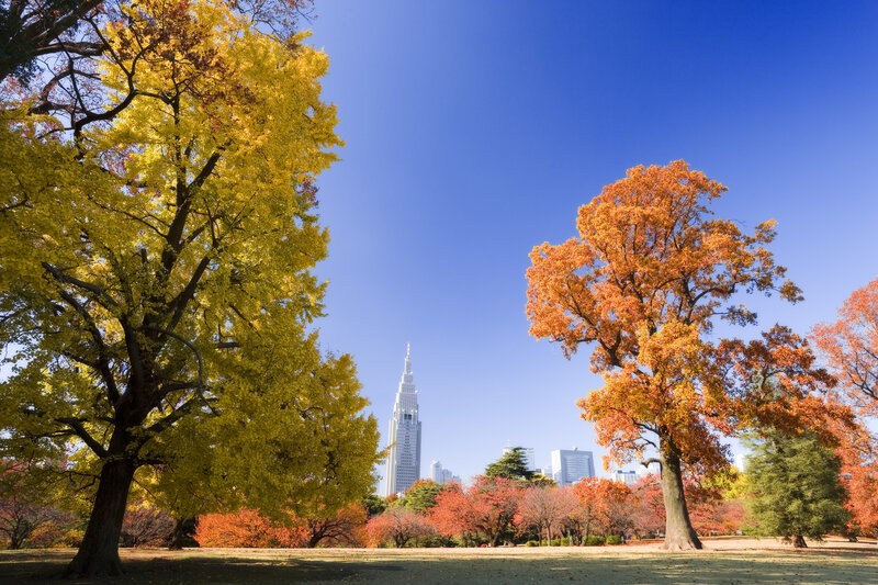 Autumn trees in a city park