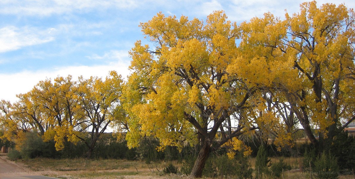 Autumn trees in a desert landscape