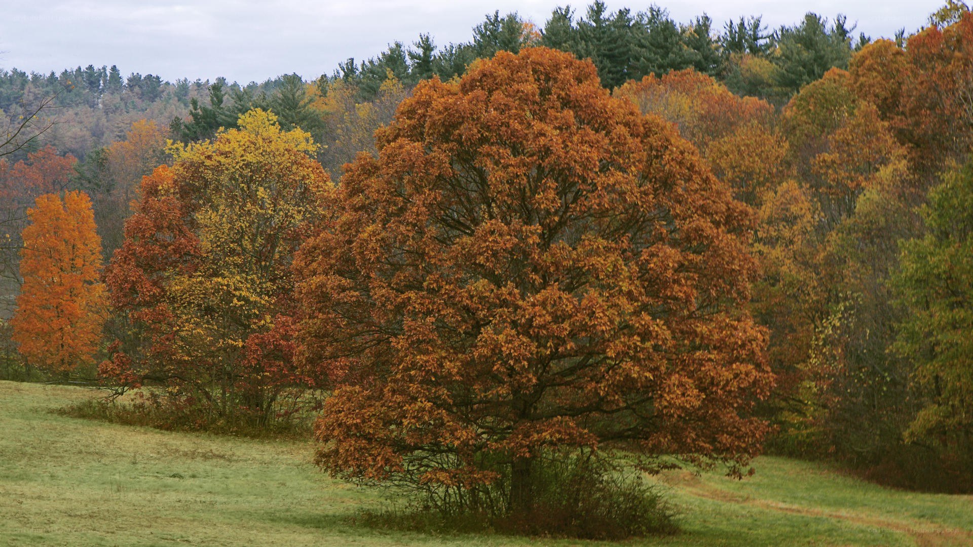 Autumn trees in a field
