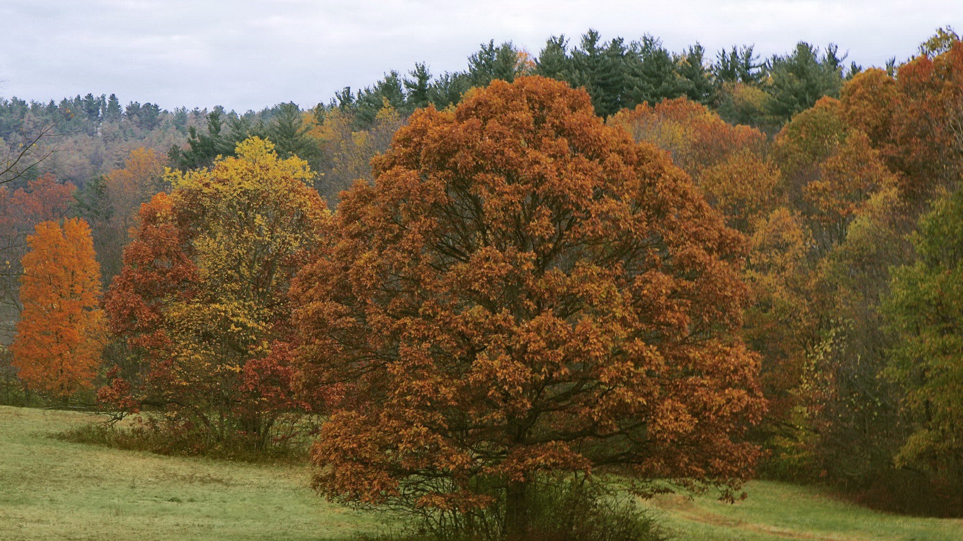 Autumn trees in a field