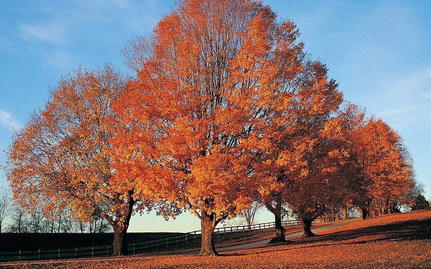 Autumn trees in a field