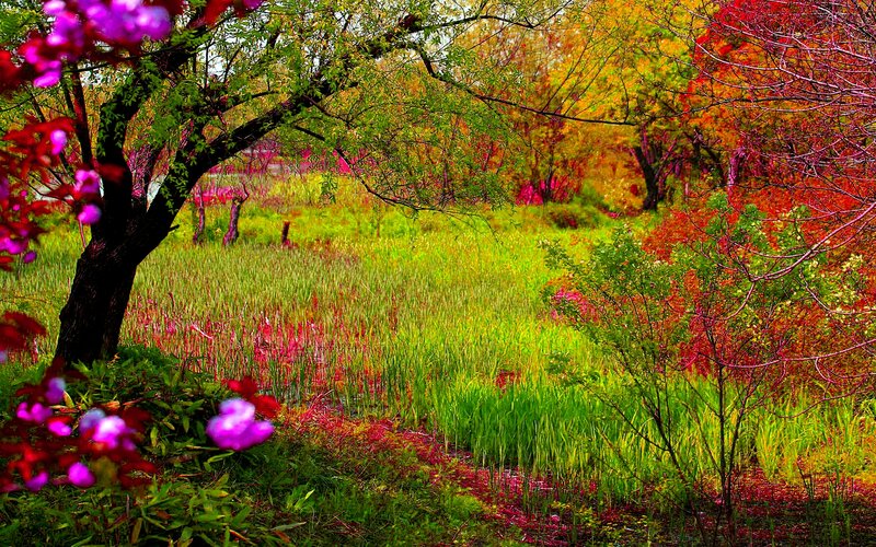 Autumn Trees in a Field — Green