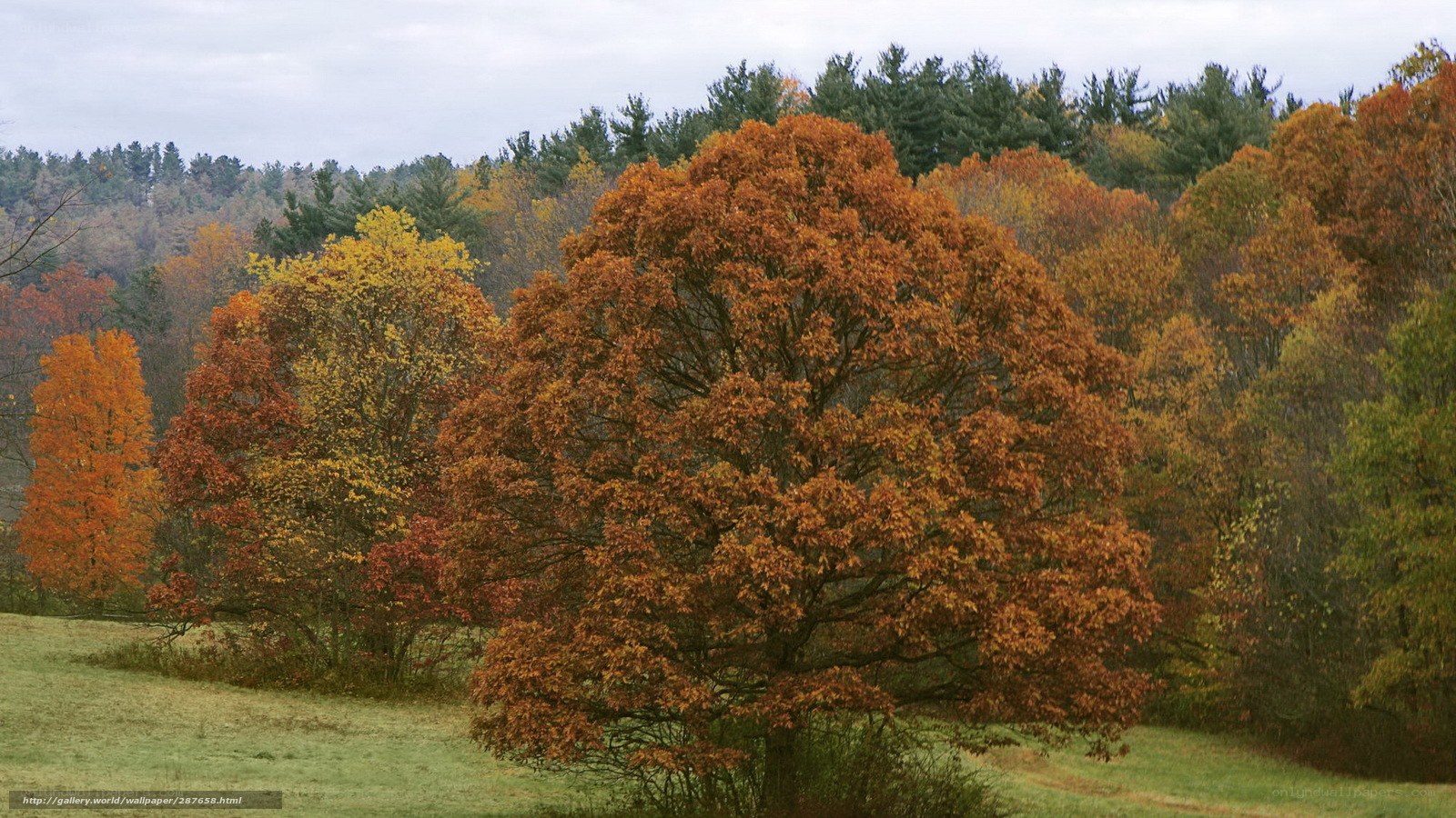 Autumn trees in a field