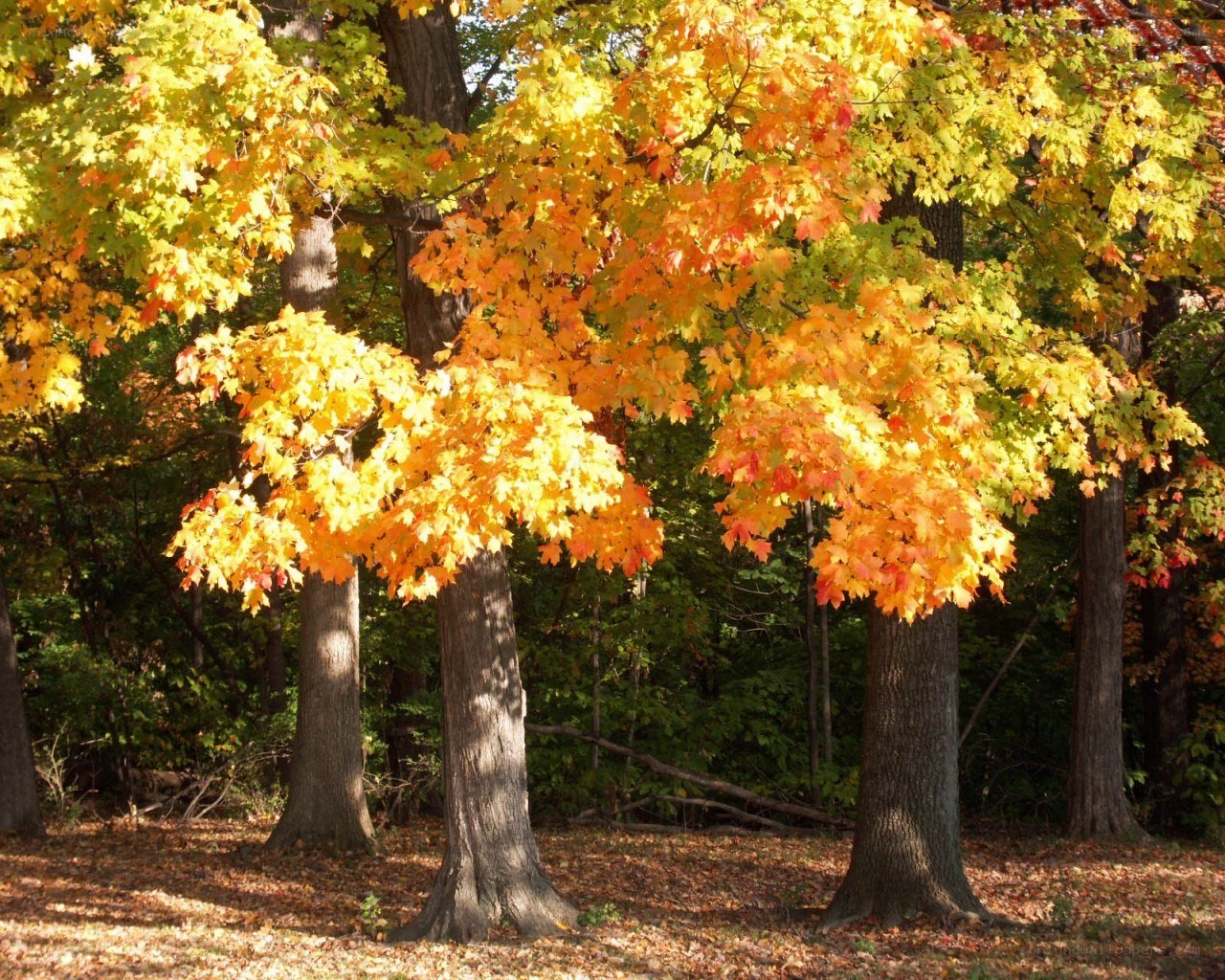 Autumn trees in a forest