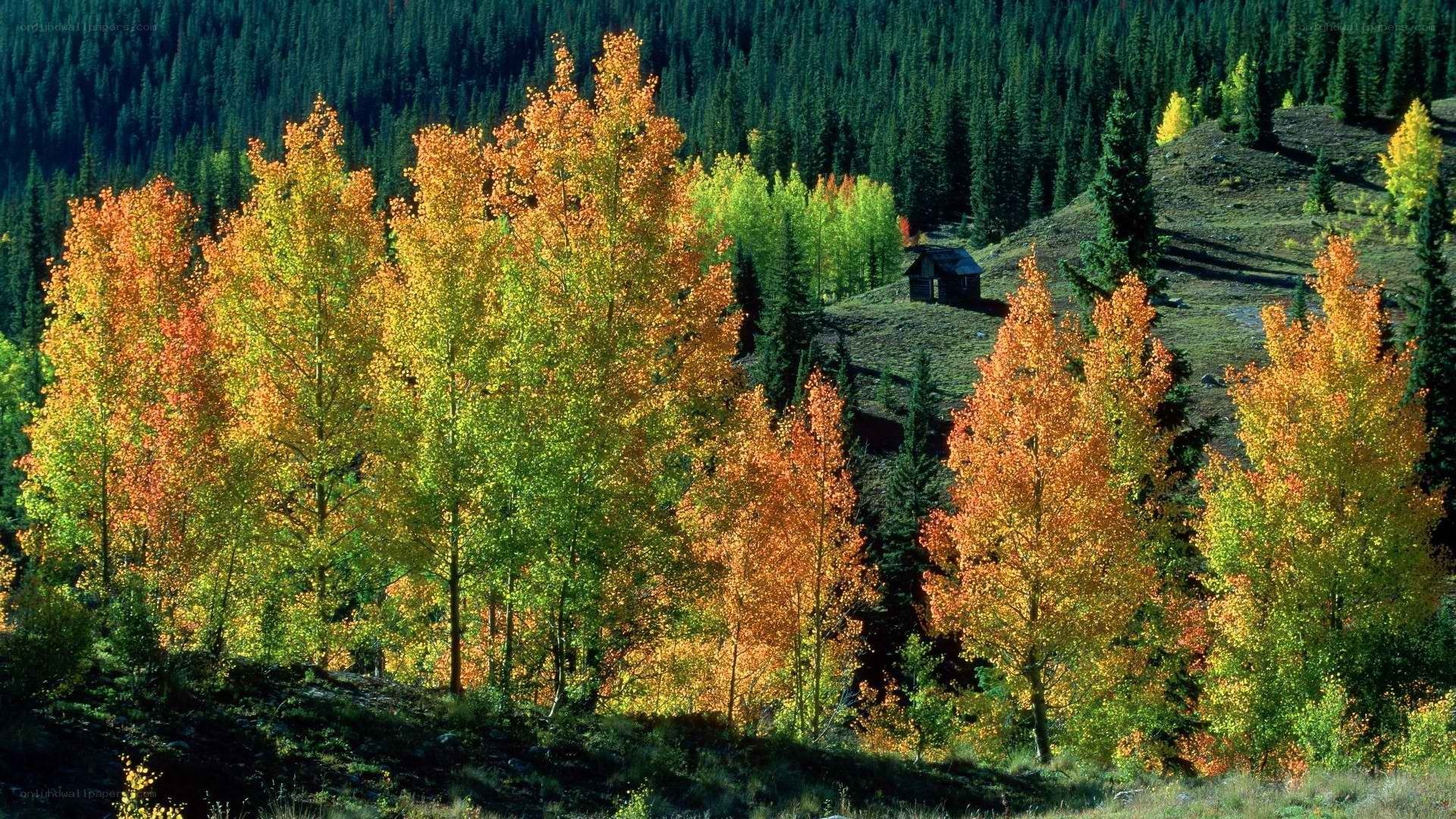 Autumn trees in a forest