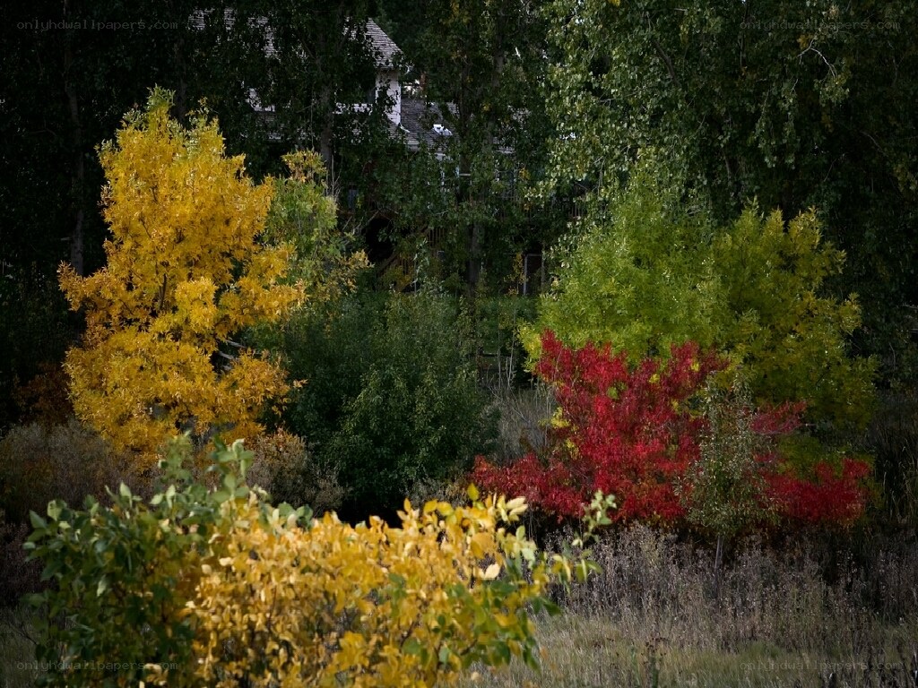 Autumn trees in a forest