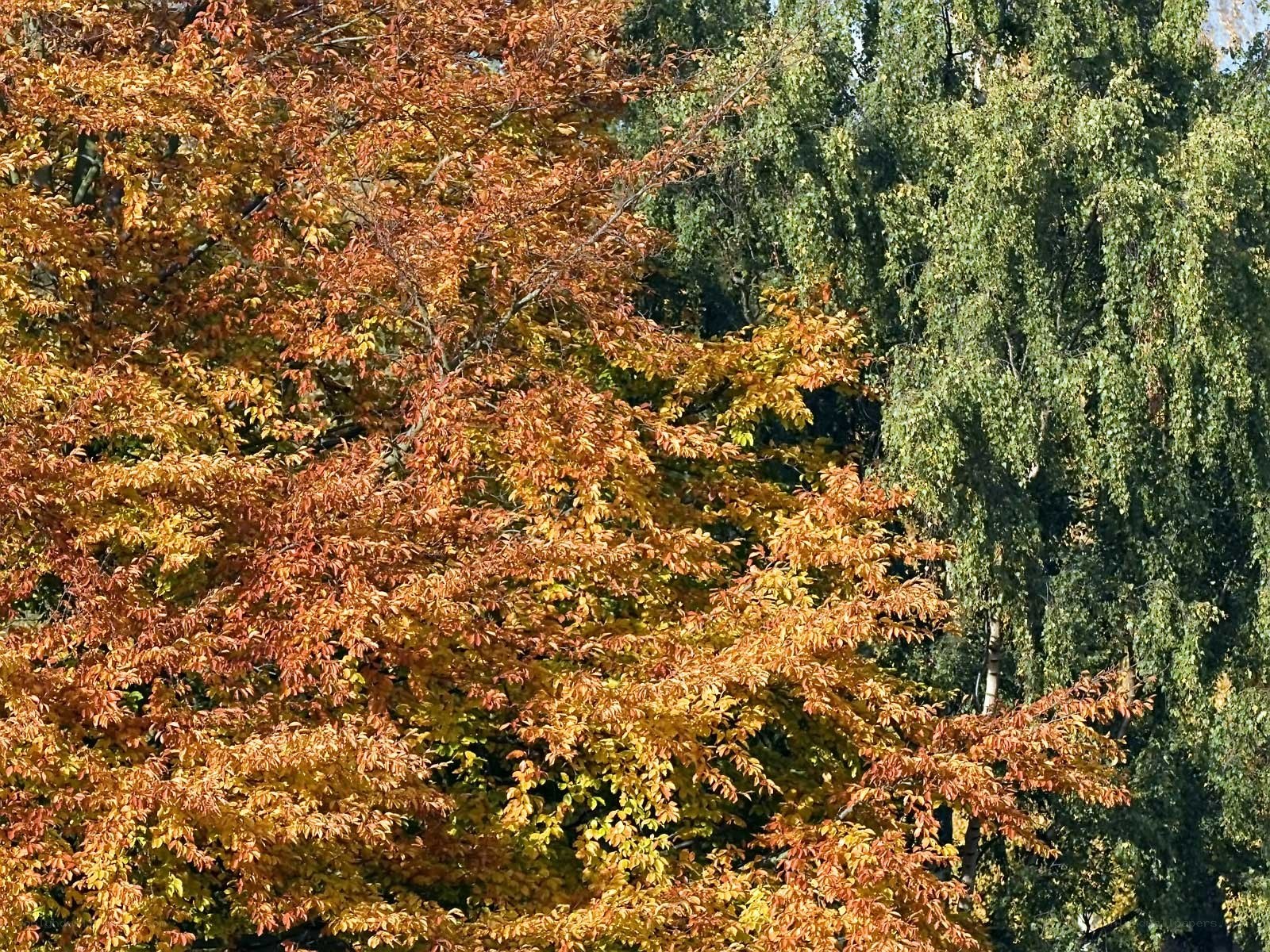 Autumn trees in a forest