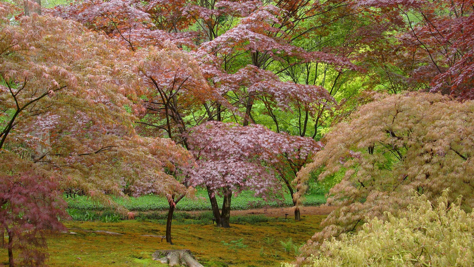 Autumn trees in a garden