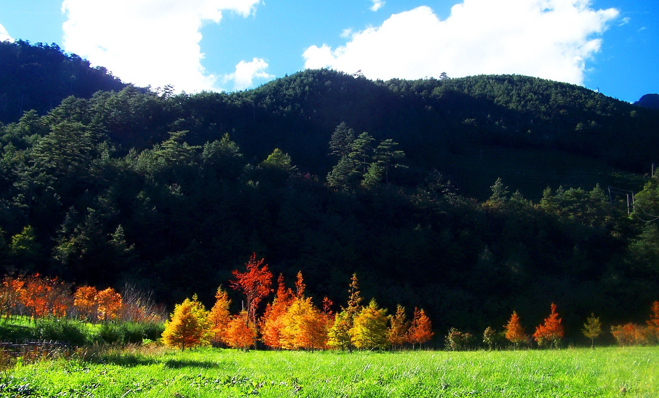 Autumn trees in a green field