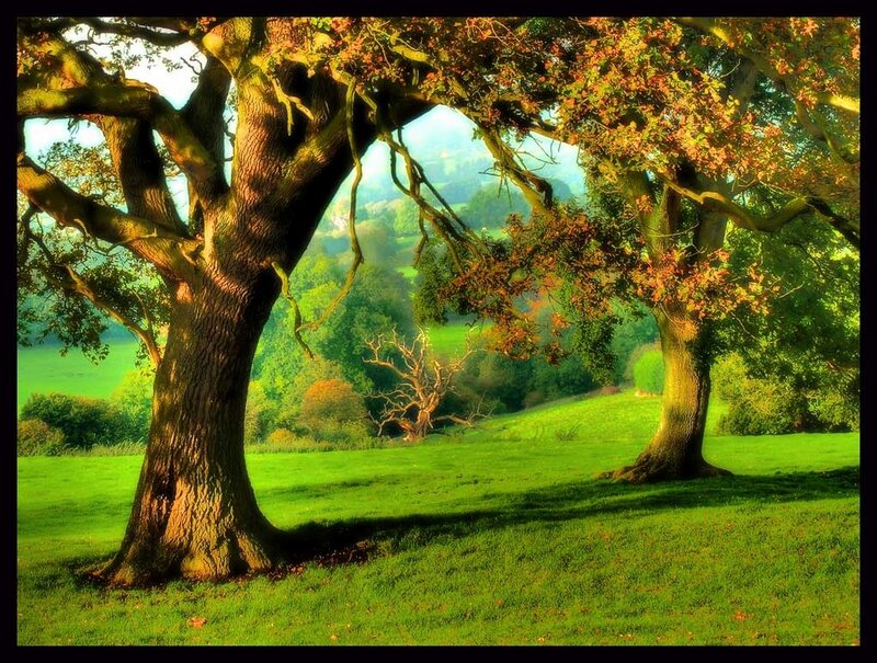 Autumn trees in a green field