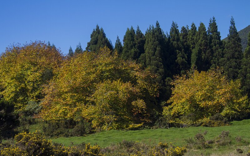 Autumn trees in a green field