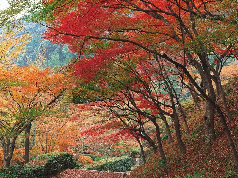 Autumn trees in a Japanese garden