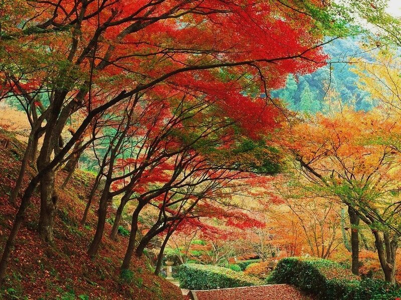 Autumn trees in a Japanese garden