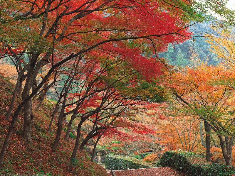 Autumn trees in a Japanese garden