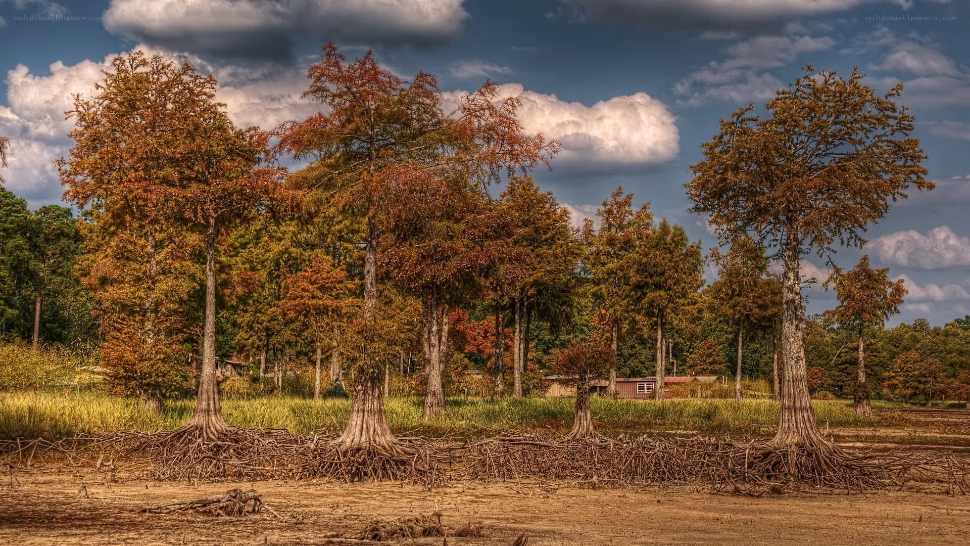 Autumn trees in a marsh