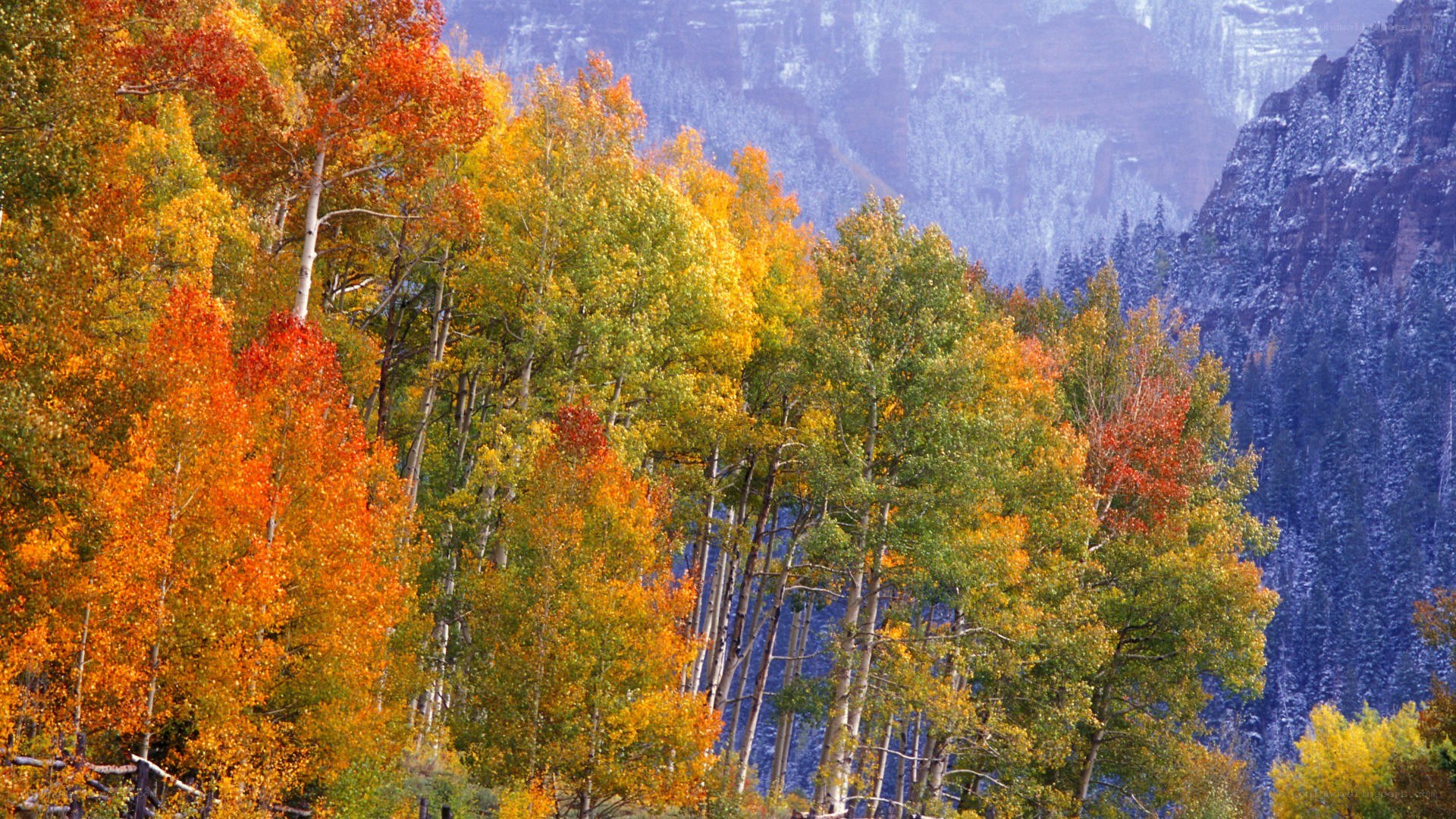 Autumn trees in a mountain valley
