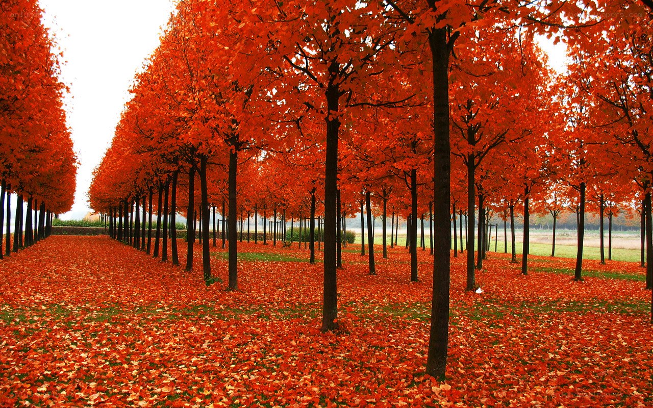 Autumn trees in a park