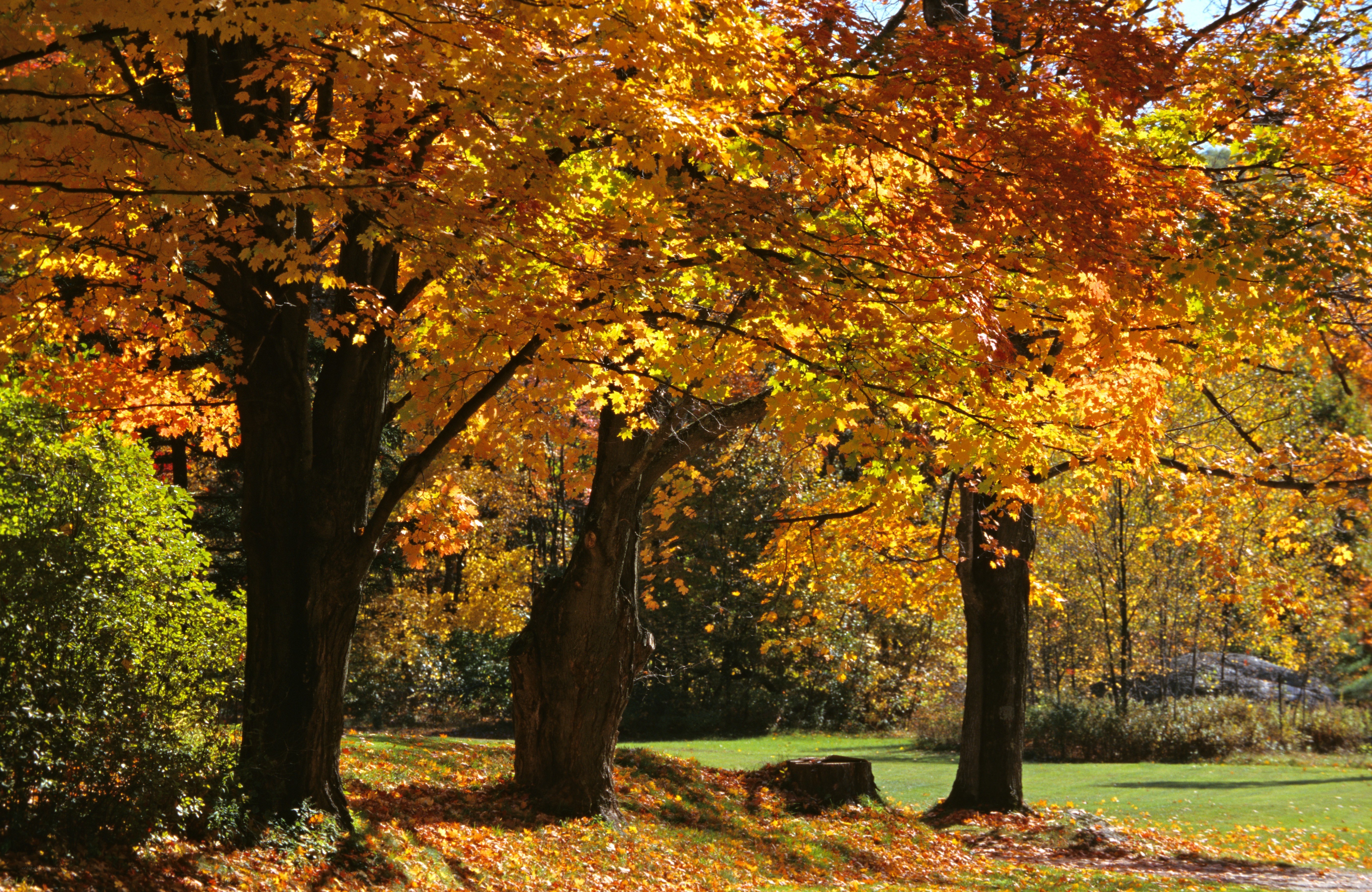 Autumn trees in a park