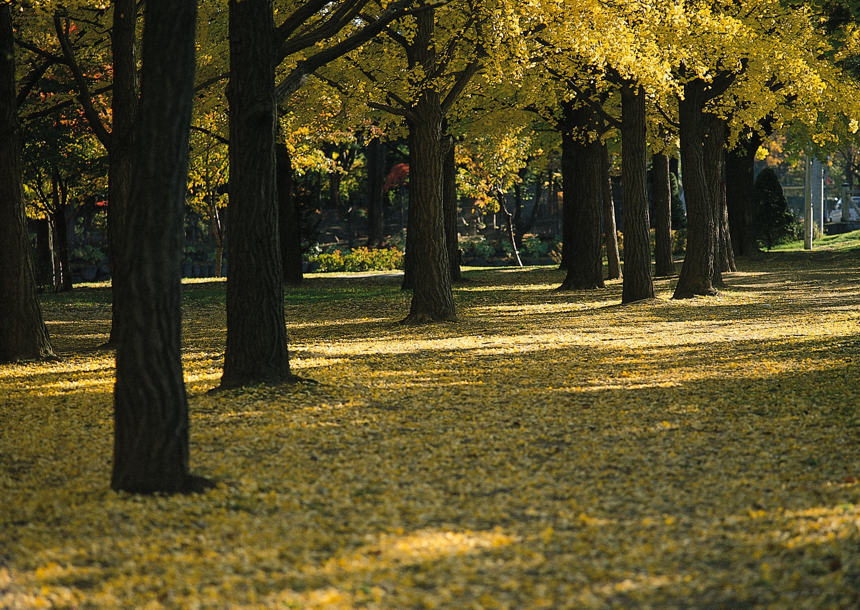 Autumn trees in a park