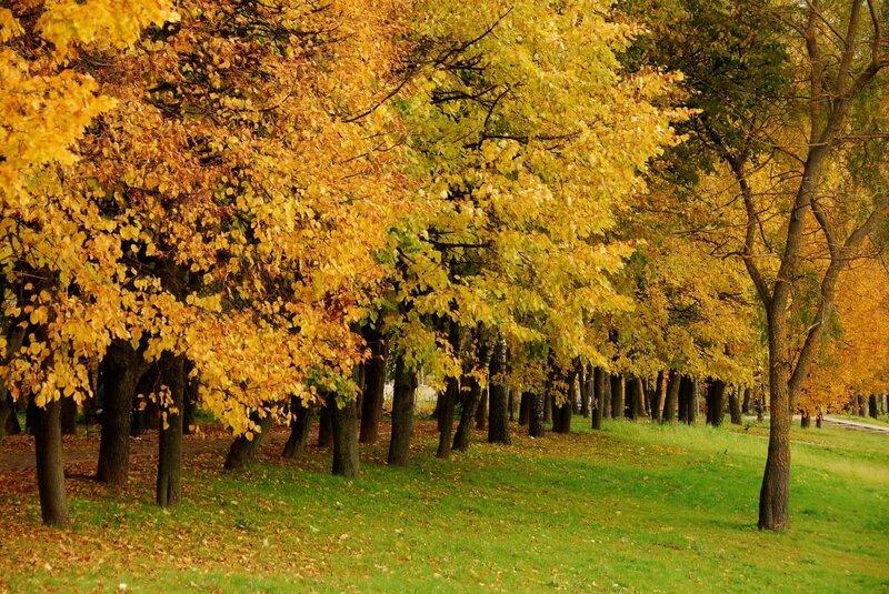 Autumn trees in a park
