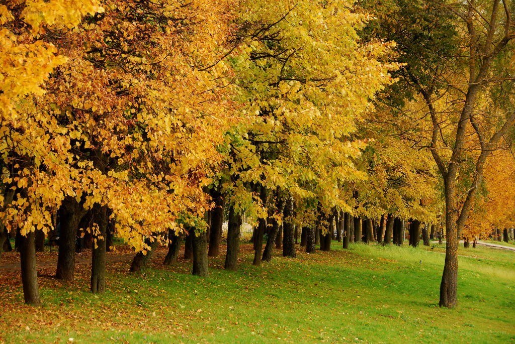 Autumn trees in a park