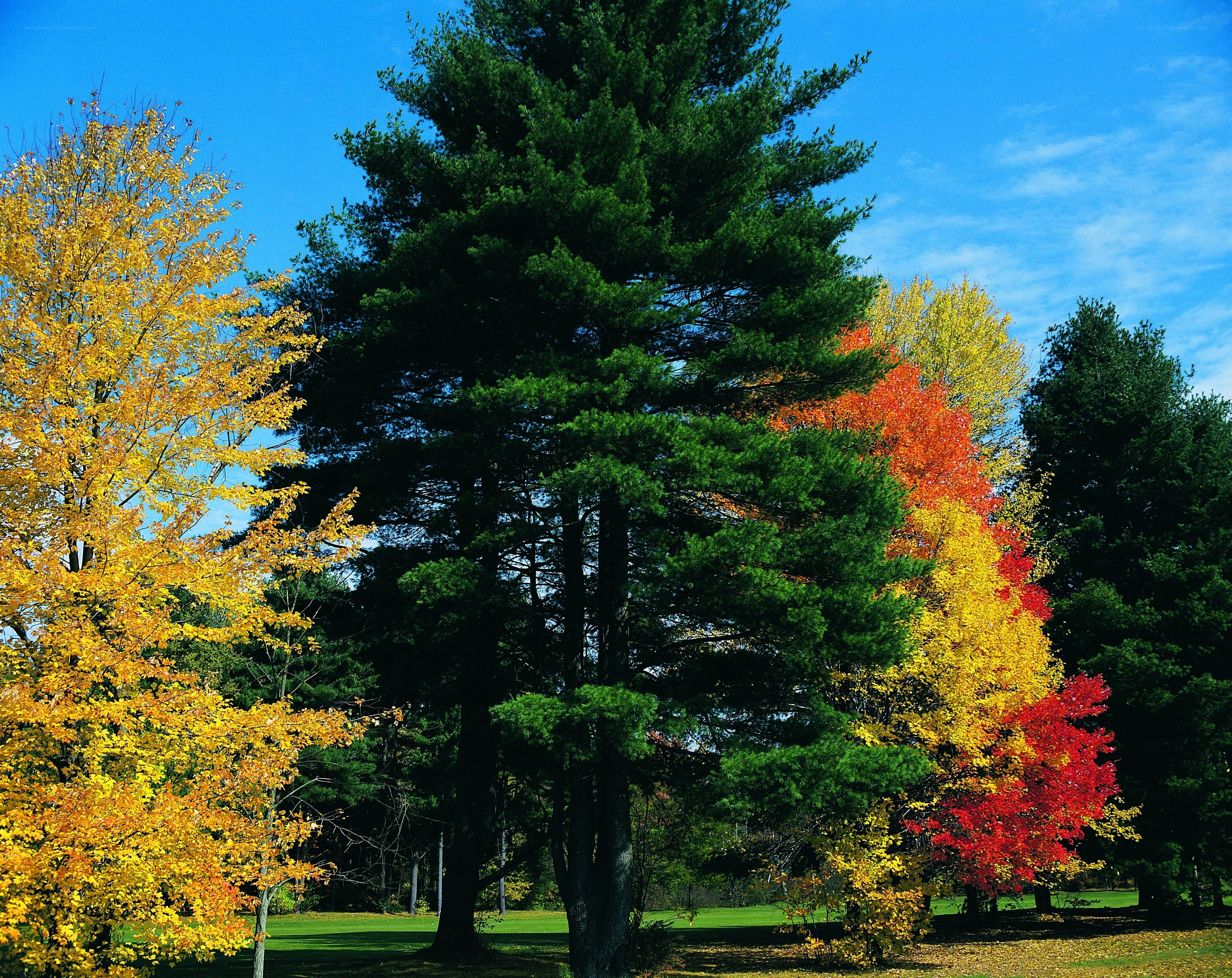 Autumn trees in a park